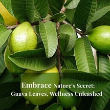 Dried Guava leaves Hojas de guayaba Natural Guava leaves Herbal Tea 75g