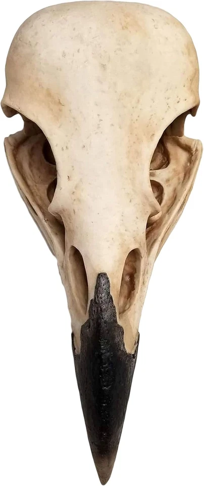 Corvus de 15,75 pulgadas imitación taxidermia cuervo cráneo pájaro de profecía cuervo gótico colgante Foto 3 de 4
