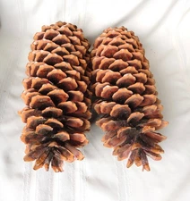 Lot of 2 Giant Golden Pine Cones 16" + 17"