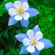 Blue Star Columbine Seeds | Non-GMO | Free Shipping | Seed Store | 1214