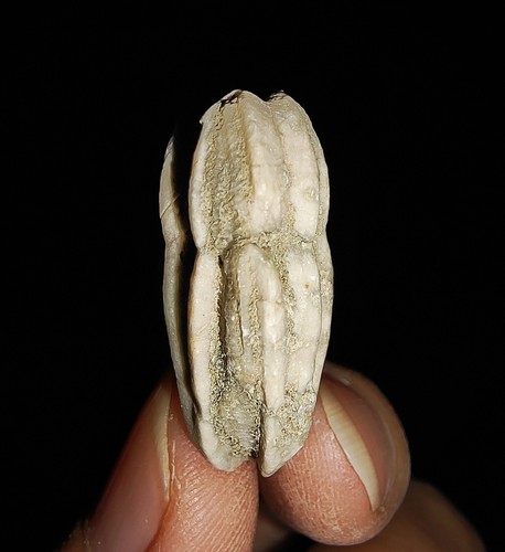 001 ECHINODERMATA BLASTOIDE, DELTOBLASTUS TIMORENSIS DE TIMOR INDONESIA, 23MM - Imagen 5 de 8