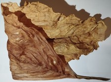 Foglie secche di mandragora 5 g 0,17 oz - Mandragora Officinalis