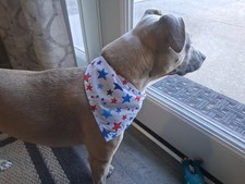 Dog Bandana/Scarf, Patriotic, Stars, 4th of July, XS, M, L