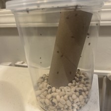 Bean Beetle Big 32oz Culture - LOADED WITH EGGS Fruit Fly Replacement 