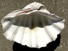 Giant Natural Clam Half Shell Tridacna Gigas 12” x 9” x 4.5”