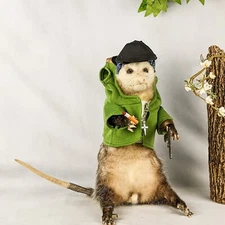 Opossum Thug Specimen Taxidermy Oddities Curiosities decor gift collectible