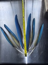 Macaw Tail Feathers Blue and Gold 6 Of Them Up To 12