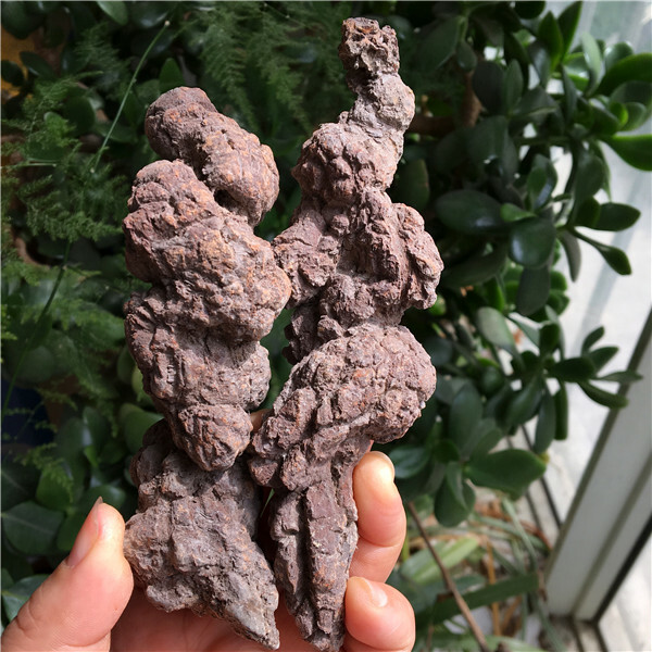 424gCoprolite Fossilized Dinosaur Poop Natural Rough Mineral Fossil