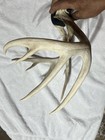 9 Point White Tail Deer Rack (13 and 1/2” spread) — photo 3
