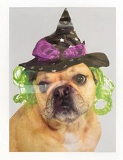 Pet Costume Witch Hat with Green Hair Cat Dog
