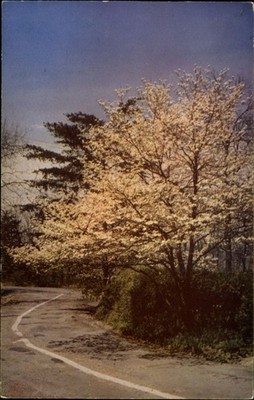 West Brow Road top of Lookout Mountain Tennessee~ autumn leaves~ 1950s postcard