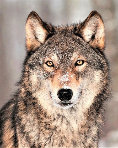 GRAY WOLF Glossy 11x14 Photo Print Canada Poster Nature Wildlife