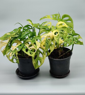 lonicera bodendecker Böschung bepflanzen main image 1