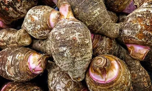 Purple Guppy Taro Seeds Hawaiian Elephant Ear Plant Seeds Colocasia esculenta