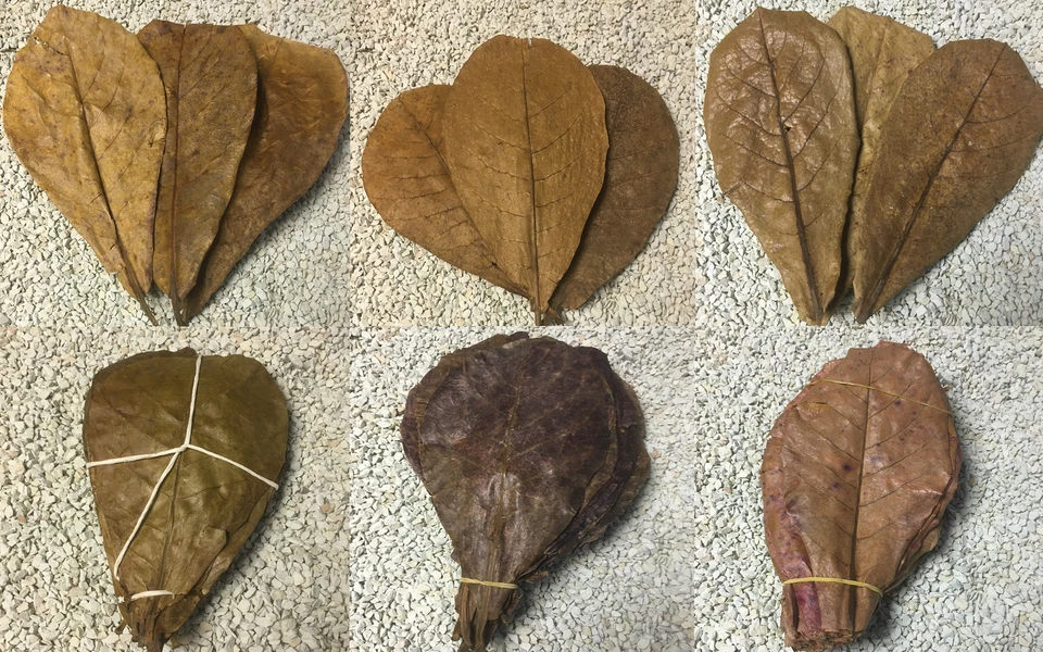 100 Seemandelbaumblätter 10-20cm lose Terminalia Catappa Leaves echter BESTPREIS - Bild 2 von 2