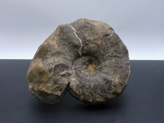 Ammonit Gattung Perisphinctes datiert in den Dogger (Mitteljura)