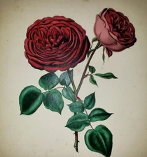 HENRY CURTIS (English 1819-1889) Original 1850 Hand Colored BOTANICAL LITHOGRAPH