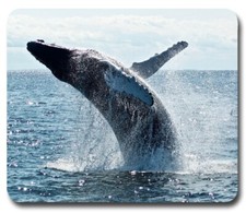 Humpback Whale porpoising ~ Mouse Pad / PC Mousepad ~ Ocean Sea Marine Gift