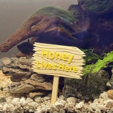 Personalized Wooden Forest Sign For Fishtanks, Aquariums, Reptiles, Inverts