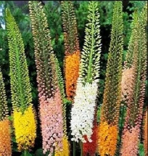 35+ Foxtail Lily Colorful Mix ‘Erfo’ Seeds - Eremurus x isabellinus Huge Spires