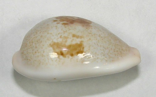 CYPRAEA DORSALIS 31.53mm SUPER CHOICE SPECIMEN Bunsbury, Qld., Australia - Picture 3 of 4