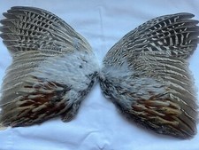 A Beautiful Pair of Ring-neck Pheasant wings for crafts and dog training.