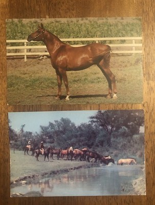 2  Horse Postcards - Big Red & Fording A Stream In The Cattle Country (WP18)