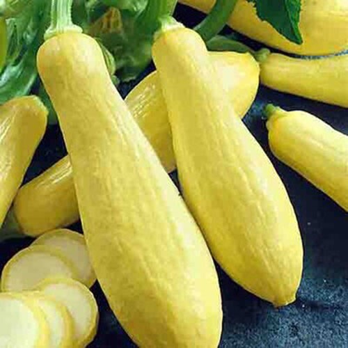 10 Graines - Courgette Jaune Straightneck (Allongée) - Semences Paysannes - BIO - Picture 1 of 1