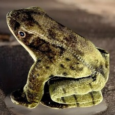 Vintage Frog Steiff Mohair Miniature small German Germany no button DL1