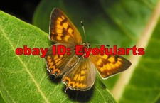 Butterflies Corel Royalty-Free Stock Photo CD-ROM Disk USB