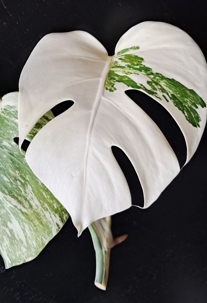 Monstera-Zimmerpflanzen online kaufen | eBay.de