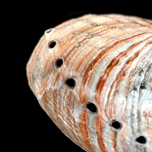 Abalone Pink Haliotis Natural Polished seashell 7-9cm - Picture 4 of 8