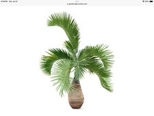 24 FRESH SEEDS*HYOPHORBE LAGENICAULIS***bottle palm***FREE SHIPPING***