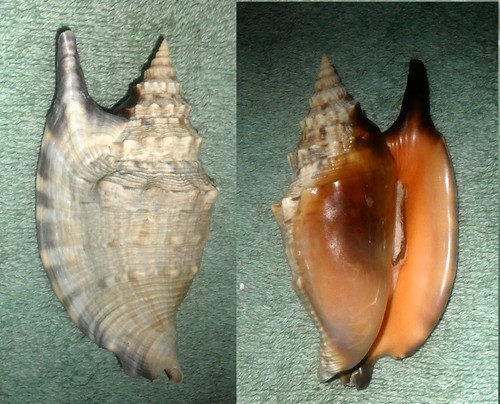 RFM 9305 Strombus Aurisdianae form Aratrum Roding 1798 78.4mm F++ live taken fro