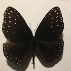 Insect/Butterfly/Moth Set/Spread B1912 Rare  Danaus Euploea redtenbacheri