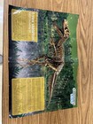 Discovery Kids T-Rex Skeleton — photo 3