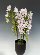 Dendrobium Nobile Orchid Keikis rooted stem