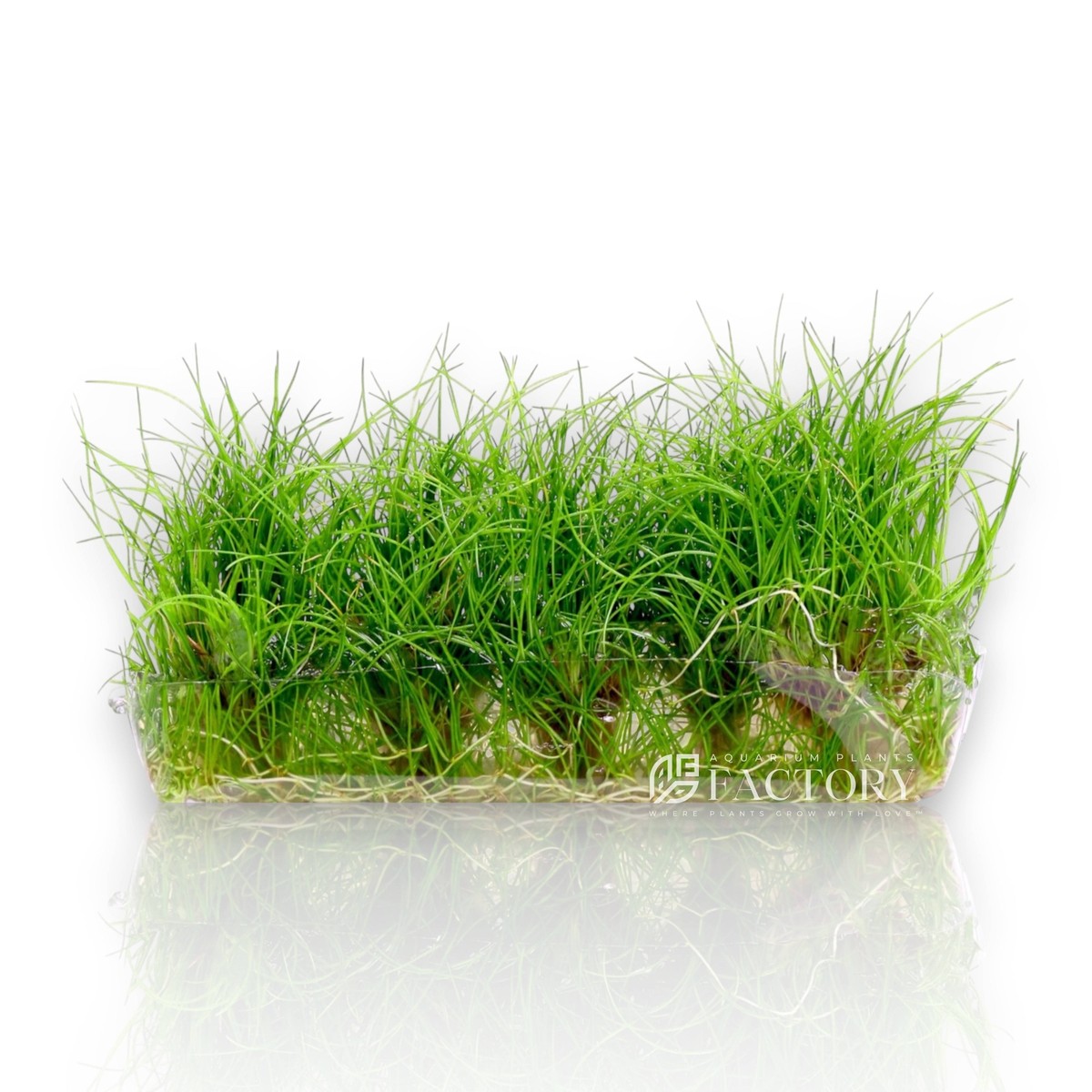 Eleocharis sp. Mini Tissue Culture | Aquarium Plants Factory | eBay