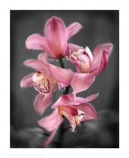 Igor Maloratsky Cymbidium Orchid Bright Pink Open Edition