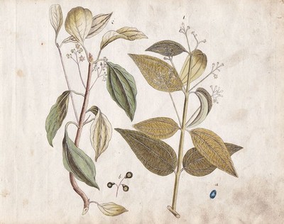 cinammon Zimt Kampfer camphor botany original Aquarell watercolor drawing 1800