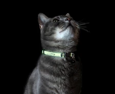 Rogz Cat Collar Glow In the Dark and Reflective  with Breakaway Safety Buckle