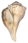 nautical art 5” long left handed whelk (knobbed/lightning I can’t tell) seashell — photo 1