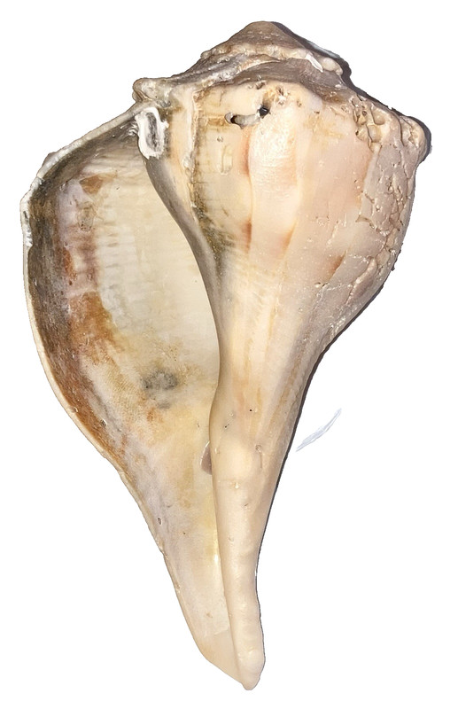 nautical art 5” long left handed whelk (knobbed/lightning I can’t tell) seashell