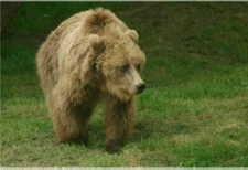 animal canvas wall art