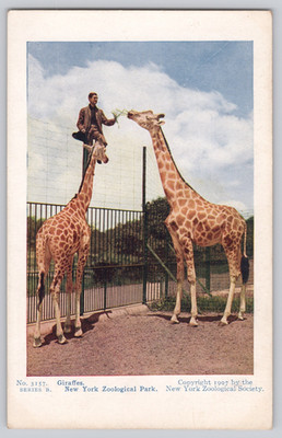 Postcard Giraffes New York Zoological Park Bronx Zoo Animal Keeper Feeding