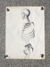 Vintage Skeleton Medical Oddity Anatomy Drawing Model Oddities Antique Artwork