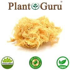 Gold Sea Moss St Lucia / Dr Sebi Irish Moss Wildcrafted 100% Pure Raw