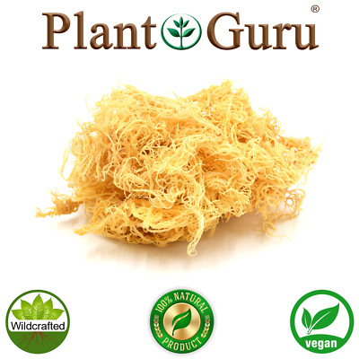Gold Sea Moss St Lucia / Dr Sebi Irish Moss Wildcrafted 100% Pure Raw