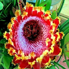 5 Queen (Protea magnifica) Seeds Rare South African "Woolly Beard" Flower