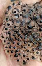 25 Live Mystery Tadpoles EGGS - Tree Frogs, Wood, Greens, Pickerel or Peepers.